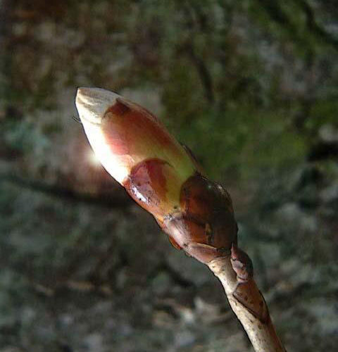 Bourgeons de marronnier - Chestnut bud - No 7 (10ml)